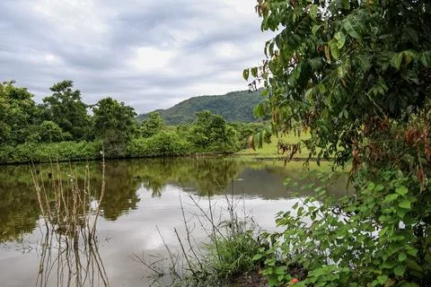 A tree branch with brown leaves is in front of a body of water Stock Photos