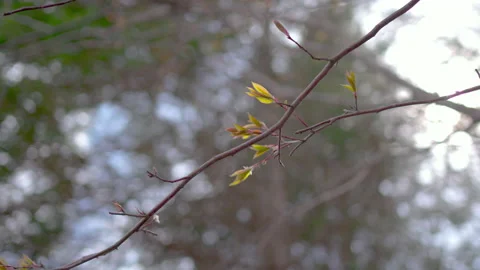 Tree Branch with budding leaf blowing in the Wind 库存影片 154005619