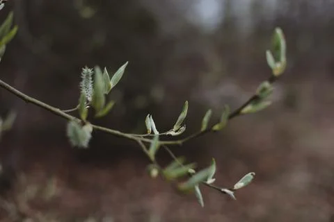Tree branch with buds background, hello spring concept. Palm Sunday symbol Stock Photos
