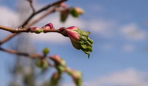 Tree branch with buds background Stock Photos