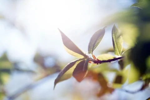 Tree branch with buds background Foto stock
