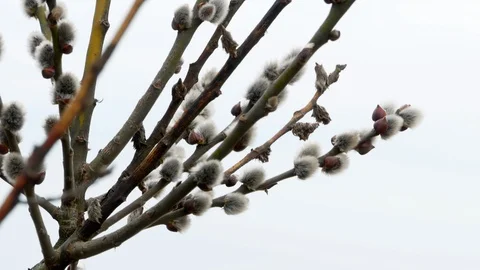 Tree branch with buds background, spring 4k Stock-Footage 87162334