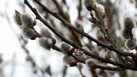 Tree branch with buds background, spring 4k Stock-Footage 87163031