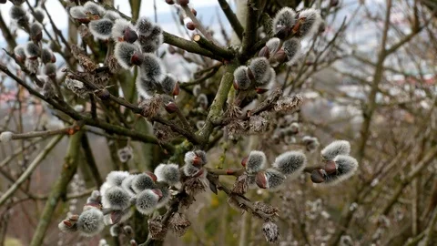 Tree branch with buds background, spring 4k Stock-Footage 87165856