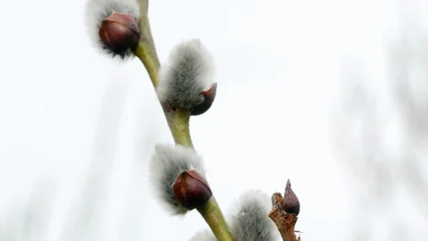 Tree branch with buds background, spring 4k Stock-Footage 87166737