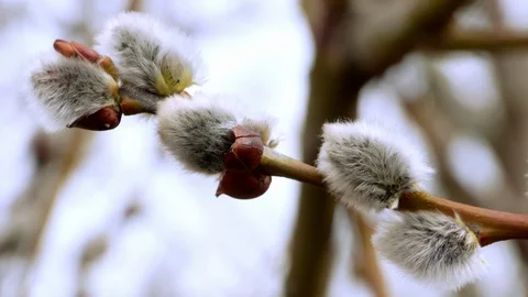 Tree branch with buds background, spring 4k Stock-Footage 87167585