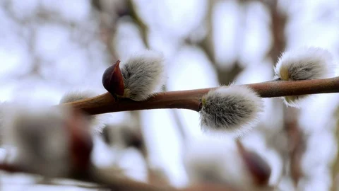 Tree branch with buds background, spring 4k Stock-Footage 87168221