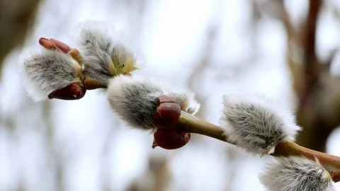 Tree branch with buds background, spring 4k Stock-Footage 87168889