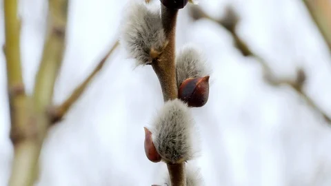 Tree branch with buds background, spring 4k Stock-Footage 87169300