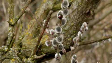 Tree branch with buds background, spring 4k Stock Footage 87169859
