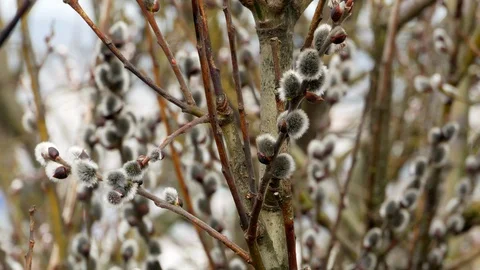 Tree branch with buds background, spring 4k Stock-Footage 87170442