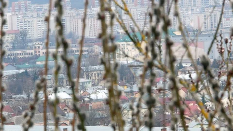 Tree branch with buds background, spring 4k Stock-Footage 87170669