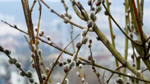 Tree branch with buds background, spring 4k Stock-Footage 87174343
