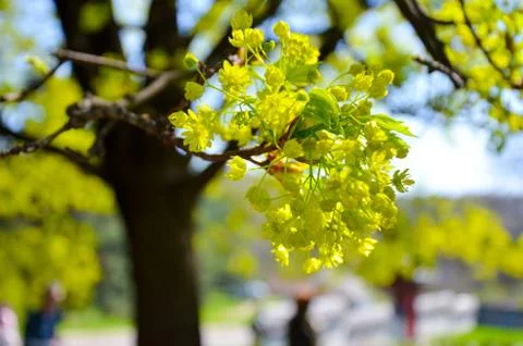 Tree branch with buds background, spring Stock Photos