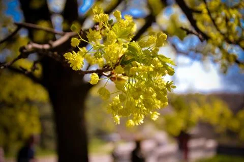 Tree branch with buds background, spring Stock Photos