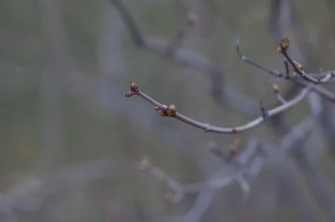 Tree branch with buds background, spring. image spring tree branch on gentle  Stock Photos