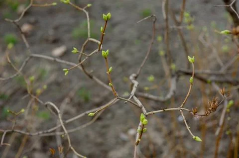 Tree branch with buds background, spring. image spring tree branch on gentle  Stock Photos