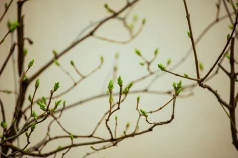 Tree branch with buds background, spring. image spring tree branch on gentle  Stock Photos