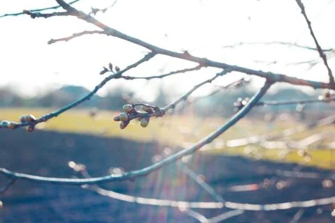 Tree branch with buds background, spring. floral background. Stock Photos