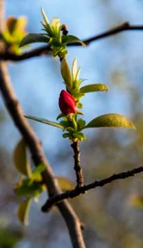 Tree branch with buds background, spring flower buds Stock Photos