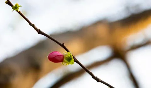 Tree branch with buds background, spring flower buds Stock Photos