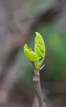 Tree branch with buds background, spring flower buds Stock Photos