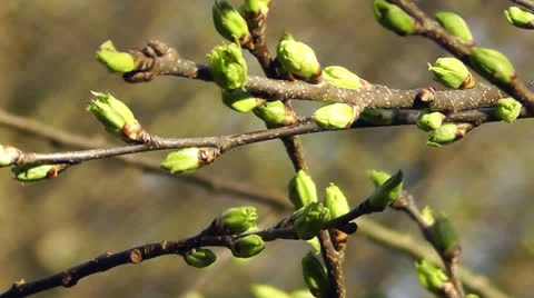 Tree branch with buds Video stock 22845824