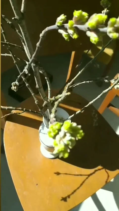 Tree branch buds Stock Footage 231390658