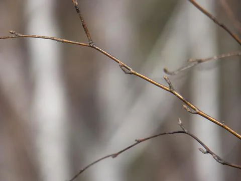 Tree branch with buds Stock Photos