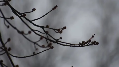 Tree Branch, With Buds, With Snow Falling, During a Minnesota Snow Storm Stock Footage 148180173