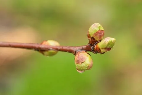 Tree branch with buds in spring on a blurred background. Springtime Stock Photos