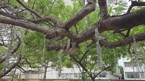 Tree Branch Canopy With Dangling Ornaments Overhead, Cartagena, Colombia 8K Stock Footage 331501471