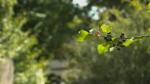 Tree Branch in Cemetery - Out of focus background Stock Footage 40908749
