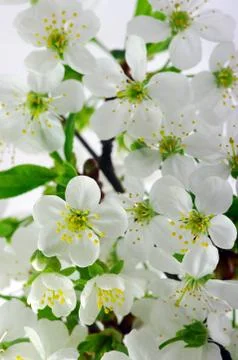 Tree branch with cherry flowers Stock Photos