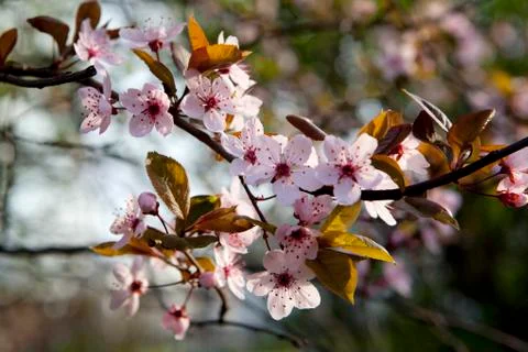 Tree branch with cherry flowers Stock Photos