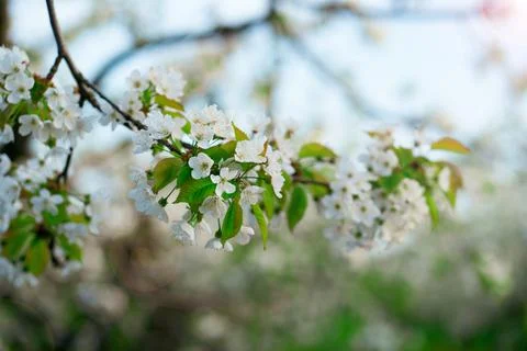 Tree branch in cherry orchard in spring. walk among the flowering trees. Stock Photos