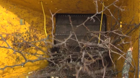 Tree Branch in Chopper Cutter Grinder Stock Footage 172218740