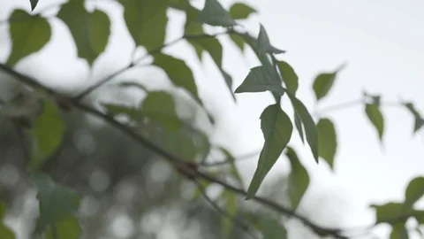 Tree Branch (CINEMATIC) Stock Footage