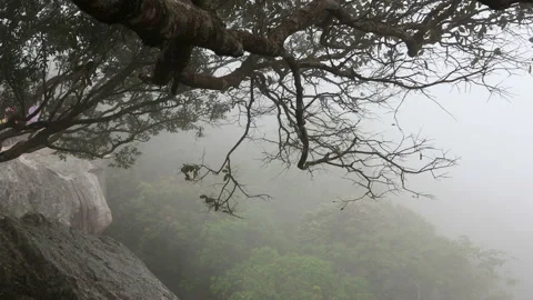 Tree branch at cliff swaying with rainy fog blowing the tree forest at speed Stock Footage 138352928