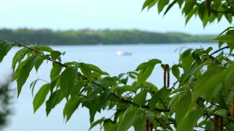 Tree branch close up and a pontoon on a Minnesota lake in the distance. Stock Footage 156869772