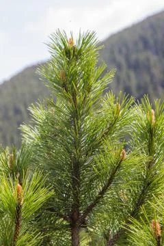 Tree branch close-up on a background of mountains Stockfoto's
