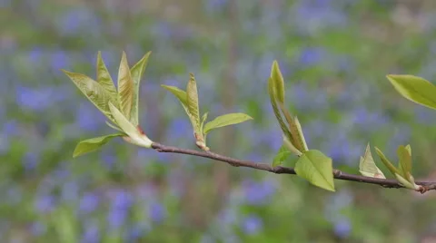 Tree branch close-up blue flowers background footage. Stock Footage 50501532