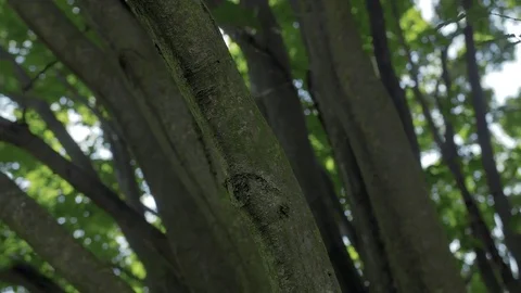 Tree Branch Close Up - Color Graded Stock Footage 79545131