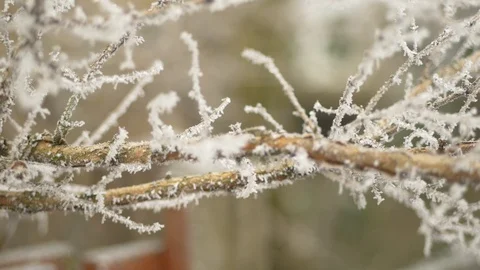 Tree branch close up covered in ice crystals Video stock 102194503