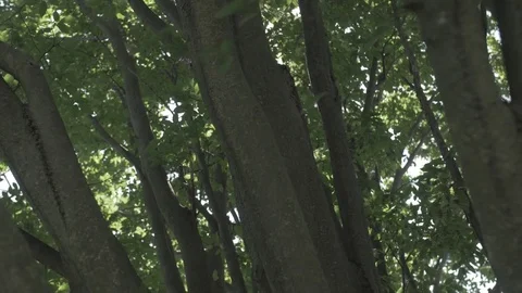 Tree Branch Close Up - Flat Profile Stock Footage 79544558