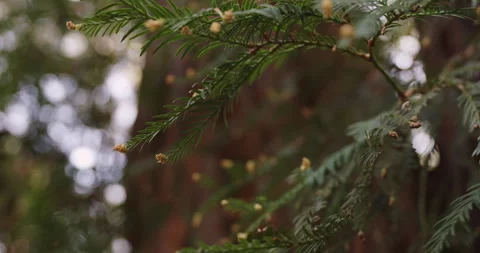 Tree Branch Close Up Stock Footage 266461091