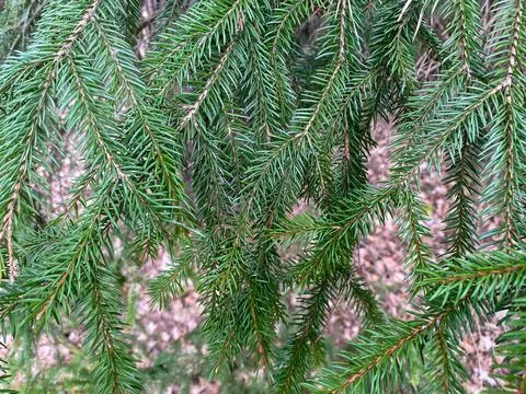 Tree branch close-up. Green branches of the Christmas tree grow in the forest Stock Photos