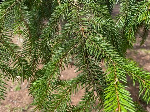 Tree branch close-up. Green branches of the Christmas tree grow in the forest Stock Photos