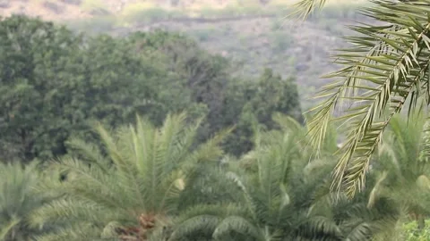 Tree branch close up with green tree background. Stock Footage 170122211