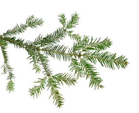 Tree branch, close-up. Isolated. Stock Photos